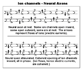 Ion Channels